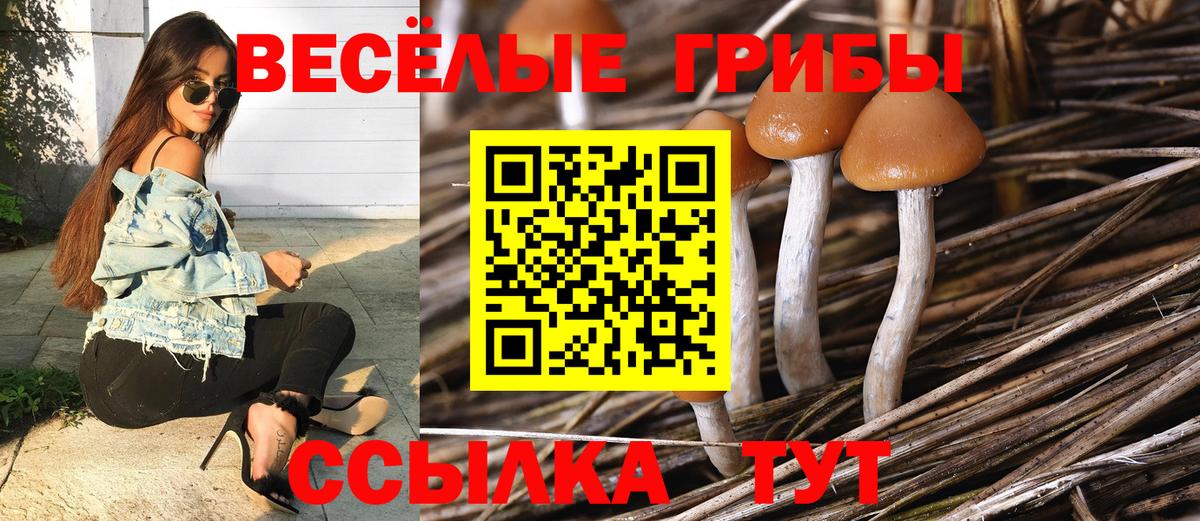 Галлюциногенные грибы Psilocybine cubensis Магнитогорск